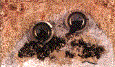 Vieux Mgots Mdiums mixtes sur masonite (29ko)